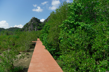 Fototapeta na wymiar Mangrove forest way