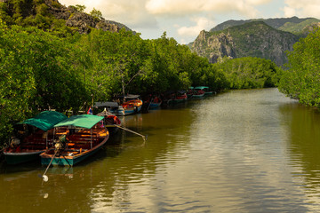 Fototapeta premium Mangrove forest travel