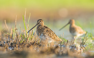 dwa kszyki © dejuna