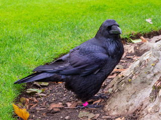 einer der Raben von London