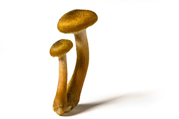 Some mushrooms of "Armillaria tabescens" also called good family, on a white background