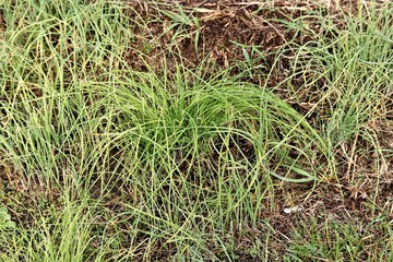   野草のノビル,　のびる,　野蒜 