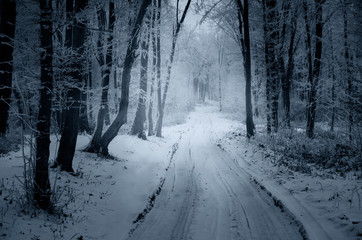 snowy path through forest in winter, fantasy landscape