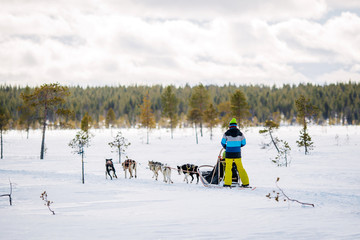 Sled dog