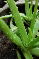 Aloe vera is a succulent plant species of the genus Aloe, used in traditional medicine as a skin treatment.