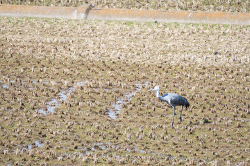 Hooded crane in Izumi city, Kagoshima prefecture, Japan.
