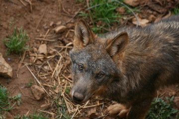 Fototapeta premium Wolf