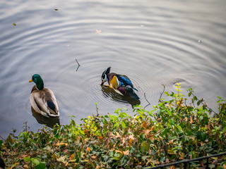 Mandarin duck swimming with another ducks on a pond