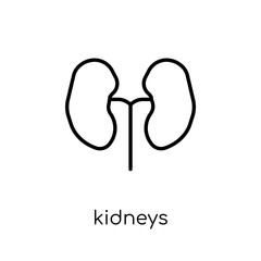 Kidneys icon. Trendy modern flat linear vector Kidneys icon on white background from thin line Health and Medical collection