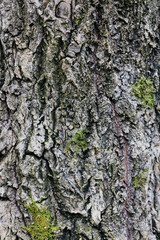 old tree texture