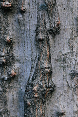 tree texture