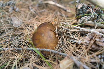 one mushroom xerocomus on a nature background