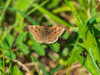 Dingy Skipper butterfly ( Erynnis tages ) on grass, wings open