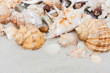 Thailand beach summer background – seashells and sea stars on the sand, copy space for text