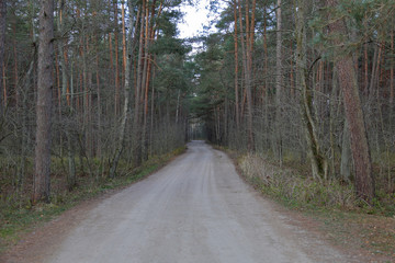 Fototapeta premium Beautiful landscape of the Dancing Forest in the Curonian Spit National Reserve, Russia