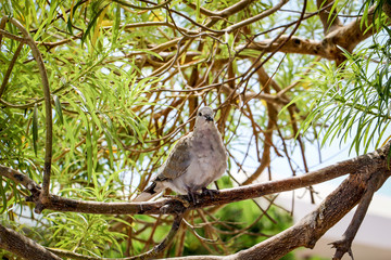 Detail einer Taube, Tauben
