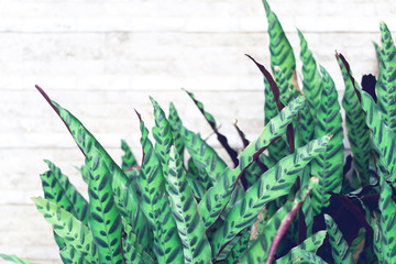 Obraz premium Closeup tropical leaf with concrete wall background with copy space