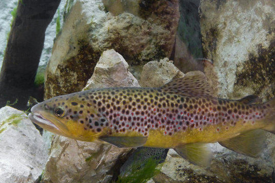 Trota fario (Salmo trutta) , ritratto nel torrente