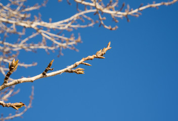 buds on the branches, blue sky