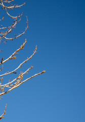buds on the branches, blue sky