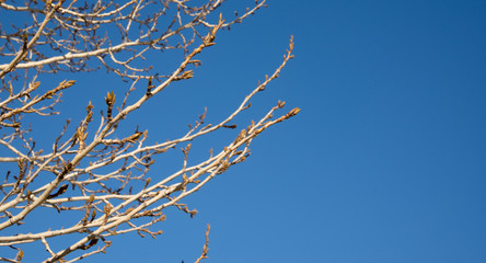 buds on the branches, blue sky