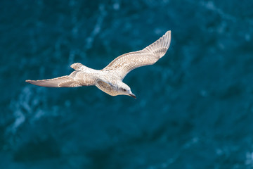 Seagull in flight in nature