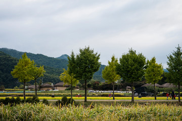 the autumn scenery of rice fields, trees and roads