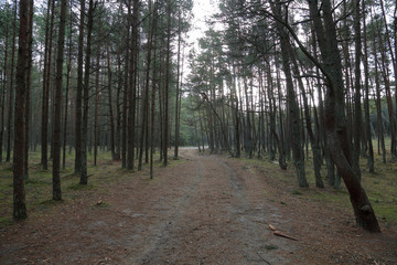 Beautiful landscape of the Dancing Forest in the Curonian Spit National Reserve, Russia