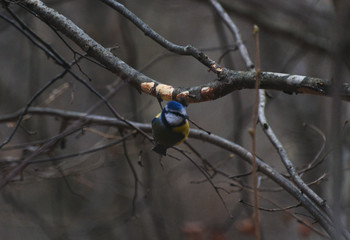 beautiful tit on a branch in the forest