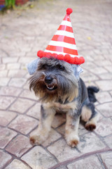 Black little mixed breed dog wearing party hat sitting on the floor outdoor