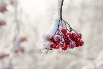 Red ripe viburnum berries covered with hoar frost on a December morning 