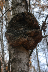 large growth on a diseased tree