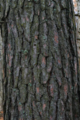 Pine bark texture
