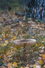 A large toadstool in autumn forest
