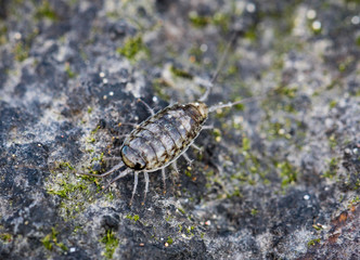 Assel auf einem Stein