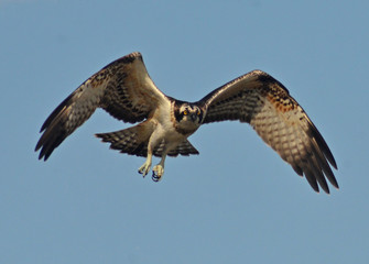 osprey flying in the sky