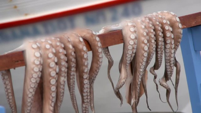 Close-up: Two Octopuses Drying in Naoussa Before a Fishing Boat