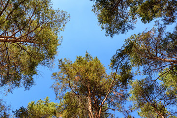 tall pines and their crowns against the blue sky