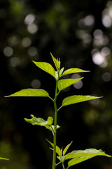 Colubrina asiatica at garden