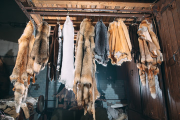 Animal fur.  foxes, raccoon, wolf, beaver, mink, nutria hanging after processing.