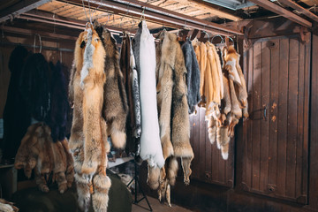 Animal fur.  foxes, raccoon, wolf, beaver, mink, nutria hanging after processing. © davit85