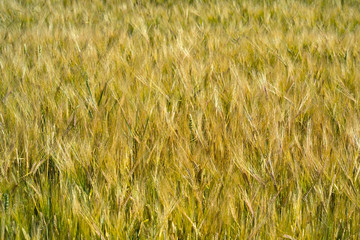 Hordeum vulgare barley field