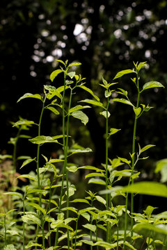 Colubrina asiatica at garden