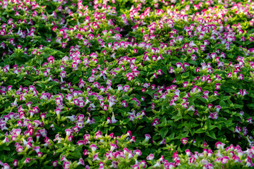 Torenia fournieriLinden at Suan Luang Rama IX Park ,Thailand