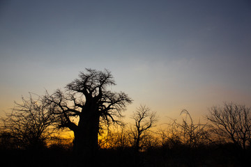 Baobab tree in Botswana at sunrise, Africa