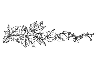 Graphic branch with grape leaves and curly elements