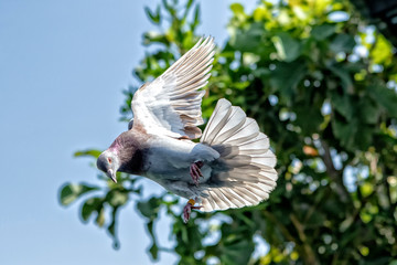 red choco speed racing pigeon bird flying mid air