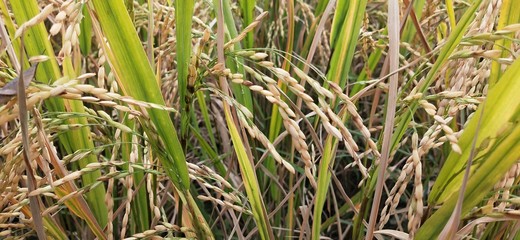 Paddy seed in a village farming land shot in macro on a sunny day