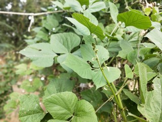 Soybean pods and soybean leaf with soybean stem that still young green, Agricultural soy