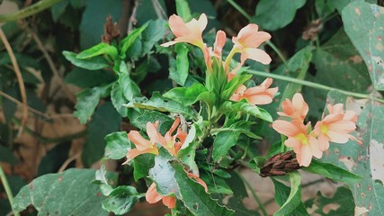 beautiful bright fiery orange flowers of Crossandra infundibuliformis (firecracker flower)
